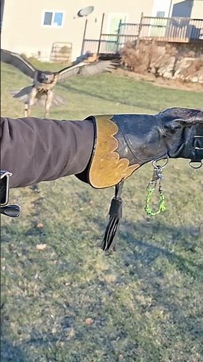 Falconry Manning a Red-Tailed Hawk Day 8 #acrfalconry #falconry #manning