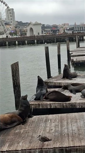 California Harbor Sea Lions
