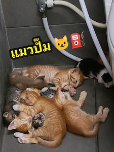 แล้วใครมันจะไปกล้าเข้า กดชักโครก​ยังไม่กล้า กลัวแมวตื่น 🤣​ #แมวในปั๊ม #ลูกแมว #cat #ปั๊มน้ำมัน #catsoftiktok