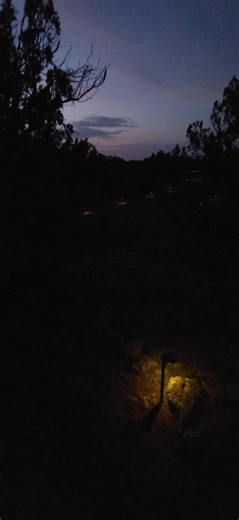 the cicadas at night