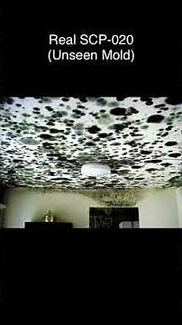 SCP-020 | Unseen Mold (SCP Library)