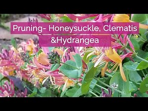 Pruning Clematis, Honeysuckle & Quick Fire Fab Hydrangeas 🌸 | Spring Garden Walk a peak bulb lawn!!