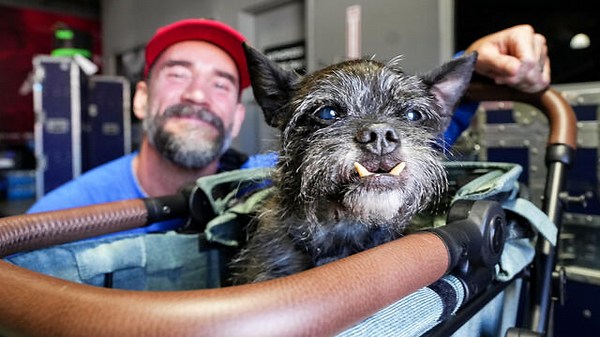 CM Punk and AJ Lee's beloved dog Larry has passed away