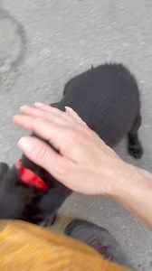 Pax 🥰 Dob 27.02.2024. IF you are interested in ADOPTING Pax,please MESSAGE our page for informations on our adoption procedure and YOUR EMAIL for an ADOPTION FORM. -mixed breed -Shoulder height at the moment:20 cm -Weight: 2 kg -Neutered: not yet -Gender:male -Location of dog: outside kennel,Romania -Child friendly: yes -Cat friendly: yes -Dog friendly: yes -friendly with strangers -playful -can be rehomed to families with children from 12 plus -affectionate -confident Will travel sterilized,Bl