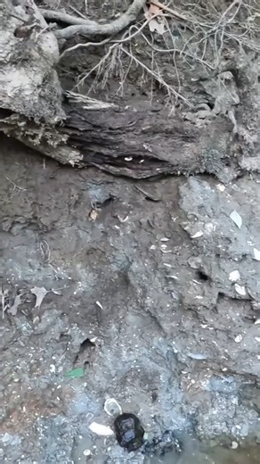 7.6K views · 176 reactions | #sea #ocean #seashell #shells #beach #river #ancient #fossil #fossils #extinct #animal #animals . | The Golden Hour | Facebook