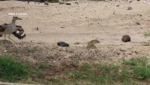 331K views · 4.5K reactions | One of the most incredible things i have ever filmed in Kruger National Park  | Nombekana Safaris and Wildlife Photography | Facebook