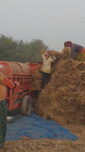 Rice thresher machine || Day 3 || Clip 3 || End of December, 2025