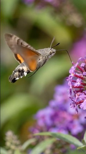 The hummingbird hawkmoth can hover, feed in mid-air, and dart between flowers so fast that it is…