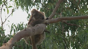 Koala hanging on a tree branch - Free Stock Video