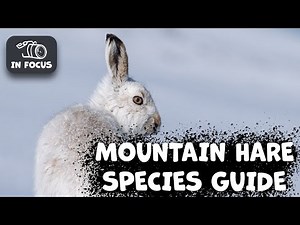 MOUNTAIN HARE Species Guide