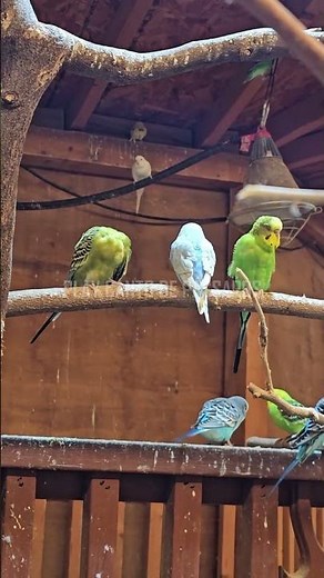 You can raise this bird at home without IBAMA authorization 😱