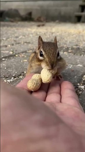 سنجاب ياكل فستق | السنجاب الصغير | سنجاب كيوت | اصغر سنجاب | squirrel 🐿
