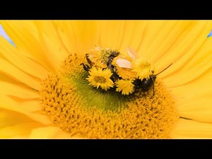 'Little Bee' | Kids Educational Bee Song | Little Ripples | Stop Motion Animation | NZONAIRMUSIC