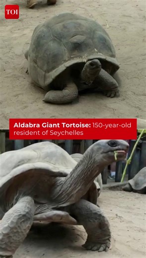 #Watch | The National Botanical Garden is home to the Aldabra giant #tortoise, one of the largest tortoise species in the world. Known for their remarkable lifespan of over 150 years, these tortoises are an enduring symbol of Seychelles’ #wildlife and #conservation efforts. #Seychelles #AldabraTortoise #NationalBotanicalGarden | The Times of India