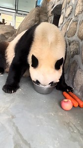 🐼: This is my special "#panda milk" — absolutely delicious! Want to have a sip too? 🥛 #FunFact #FridayMotivation | China News 中国新闻网