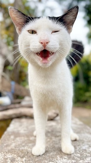Cats meowing to attract cat 🙀💕