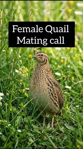 Female Quail Sound 🐦 | Mating Call | Wild Quail Voice #Shorts