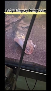 🌊🎉 A Baby Stingray is Born! 🎉🐟 Welcome to the world, little one! 🌍💙it's so excited🌍✨ 👉Learn more:https://bit.ly/3BB6zVr vid by @piadosratos_oficial | Hygger Aquarium