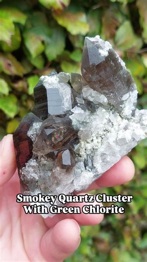 This is why we visit Switzerland! Beautiful smokey quart cluster covered with a little bit of green chlorite spray on top of the crystals. Together with the white quartz base, it gives a very nice contrast. Doesn't get any better than this! Can you imagine having a piece like this in your display cabinet? 🥰 #minerals #crystals #gems #gemstones #geology #digging #rocks #mining #rockhound #quartz #mountains #swissalps #switzerland #travel #beautiful #viral #reels #trending #geode #geodes #music #