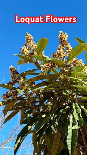 The loquat tree is blooming in 2026 枇杷树开花 #loquat #tree #lovely #fruit #naturelovers #beautiful #枇杷
