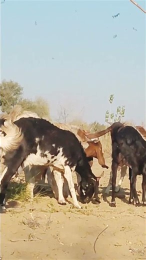 Crazy Goats Fighting While Eating – Funny & Wild Animal Moments!