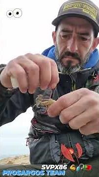 iscada de caranguejo inteiro SVPX86 💪🎣🇵🇹