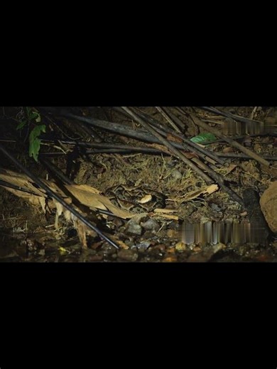 Forest Echo| Look Up! Rock Python Hiding Overhead