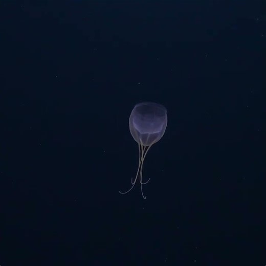 Deepsaea alien Quad jellyfish