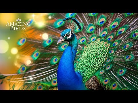 Amazing Birds for Kids | Fun Facts About Birds | Educational Video for Children