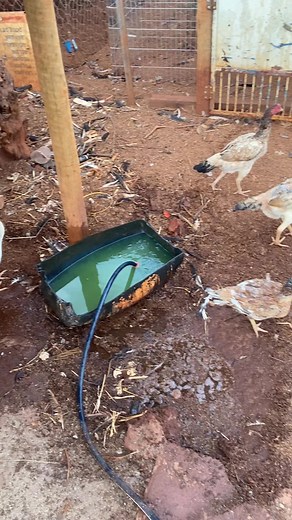 Living the Chicken Life: Outdoor Chicken Habitat