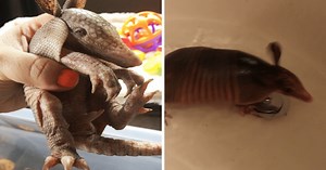 This Tiny Little Rescue Armadillo Who Loves To Take Baths Is The Sweetest Thing You'll See