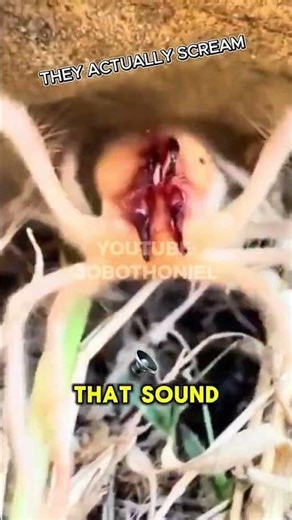 Why Camel Spiders Scream Like This 😳 #CamelSpiders #shorts