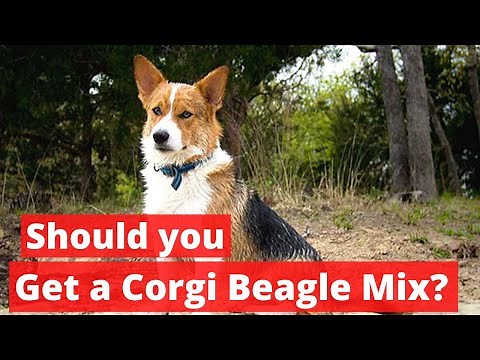 Are Corgi Beagle mix Pups really great family pets for new owners?