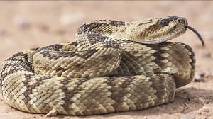 'The Princess Bride' actor Cary Elwes recovering after rattlesnake bite in Malibu