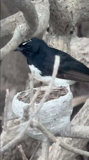 澳大利亚卡卡杜国家公园 Kakadu National Park