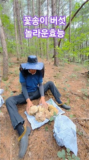 면역 건강에 좋은 꽃송이버섯의 놀라운 비밀