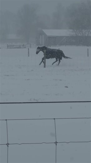 Horses Running Through Heavy Snow | A Winter Moment You Have to See