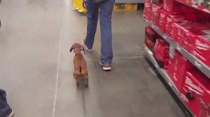 16 reactions | Does your dog take you for a walk? We can fix that! Not only will your dog walk better on a leash, but he or she will be able to do it with many distractions! Check out Harry as he walks through Home Depot with ease! | The Dog House Pet Salon - Galleria | Facebook