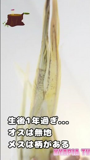 How to tell the difference between male and female cockatiels: differences and characteristics #S...