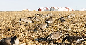 Video: How to Tune a Goose Call