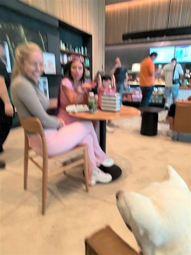 Daily Interactions with Akita Dogs