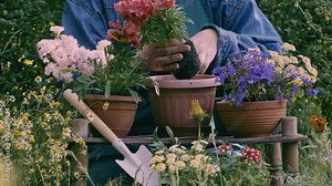 Growing flowers in garden. Gardening and floriculture. Gardener woman planting beautiful garden flowers. Preparing plants to be planted into flowering pots, putting soil by hands outdoors slow motion