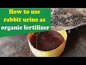 How to use rabbit urine as organic fertilizer