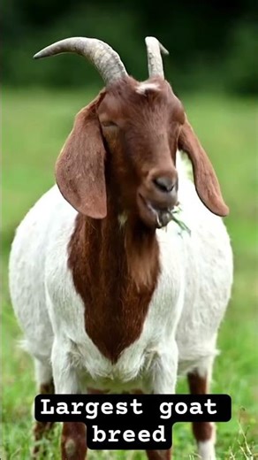 Largest goat breed in the world is Boer Goat #bakraeid #bakra #goat #goatfarming