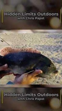When Tog feed, they feed FAST! Here's how to be ready. #tautog #inlet #fishing #fishingvideo