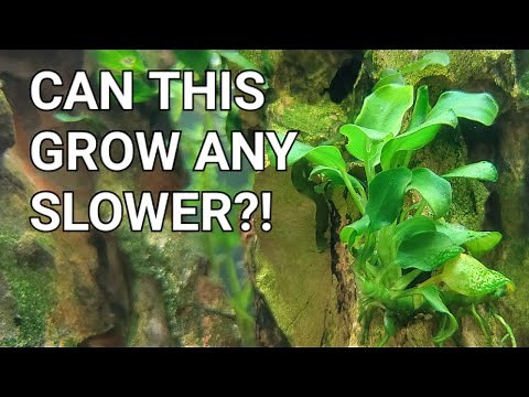 Anubias Care Guide - The Best Beginner Plant!