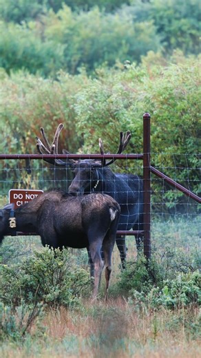 Romantic 🫎Moose Encounter with Bull moose and cow moose in Rocky Mountain National Park