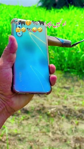 Funny Cow Moments Compilation That Will Make You Laugh