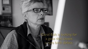 Meet JAX researcher Carol Bult, our very own Gene Detective: https://www.jax.org/news-and-insights/personal-stories/gene-detective | The Jackson Laboratory