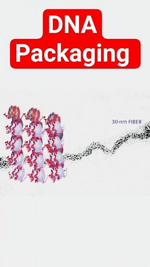 DNA Packaging #DNA #chromosome #chromatin #biotechreview